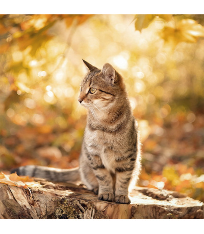 Nástěnný kalendář poznámkový Kočky 2027 - BNL1-27 12