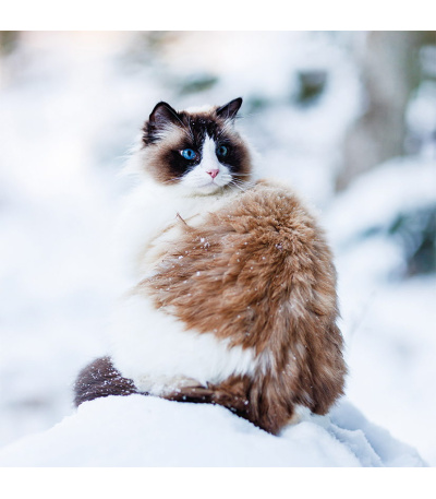 Nástěnný kalendář poznámkový Kočky 2027 - BNL1-27 13