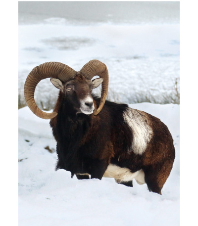 Nástěnný kalendář Myslivecký kalendář... - BNF3-27 2