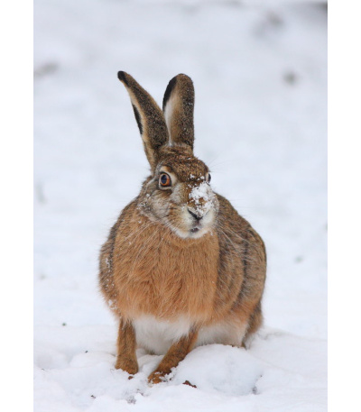 Nástěnný kalendář Myslivecký kalendář... - BNF3-27 3