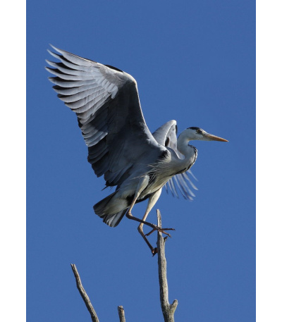 Nástěnný kalendář Myslivecký kalendář... - BNF3-27 4