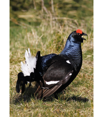 Nástěnný kalendář Myslivecký kalendář... - BNF3-27 5