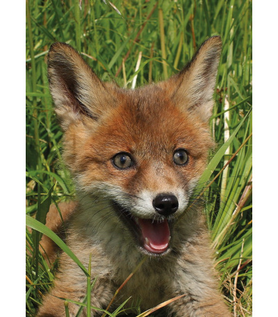 Nástěnný kalendář Myslivecký kalendář... - BNF3-27 6