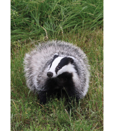 Nástěnný kalendář Myslivecký kalendář... - BNF3-27 7