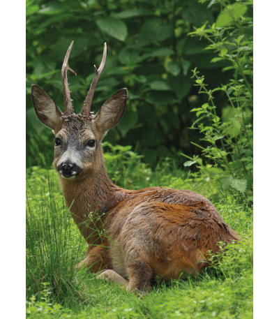 Nástěnný kalendář Myslivecký kalendář... - BNF3-27 8