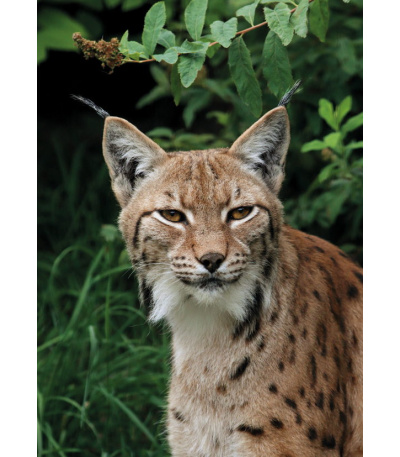 Nástěnný kalendář Myslivecký kalendář... - BNF3-27 9