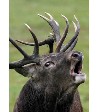 Nástěnný kalendář Myslivecký kalendář... - BNF3-27 10