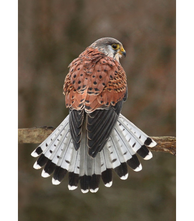 Nástěnný kalendář Myslivecký kalendář... - BNF3-27 11