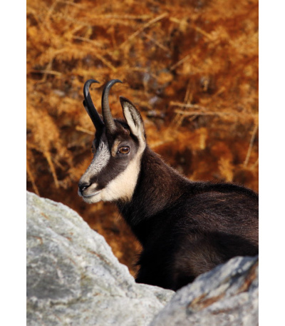 Nástěnný kalendář Myslivecký kalendář... - BNF3-27 12