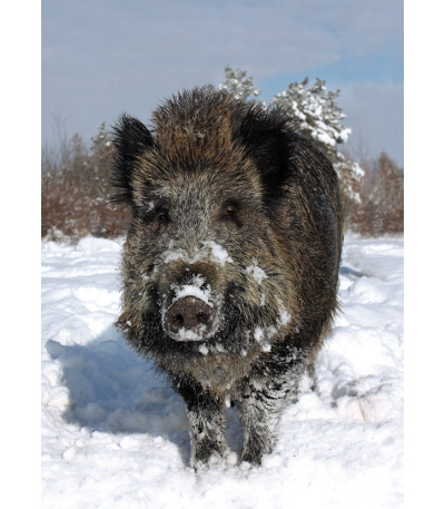 Nástěnný kalendář Myslivecký kalendář... - BNF3-27 13