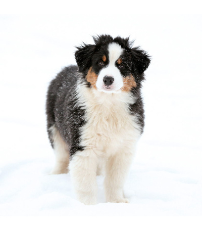 Nástěnný kalendář poznámkový Štěňata ... - BNL2-27 2