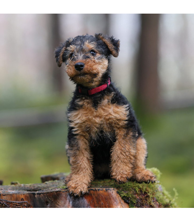 Nástěnný kalendář poznámkový Štěňata ... - BNL2-27 3