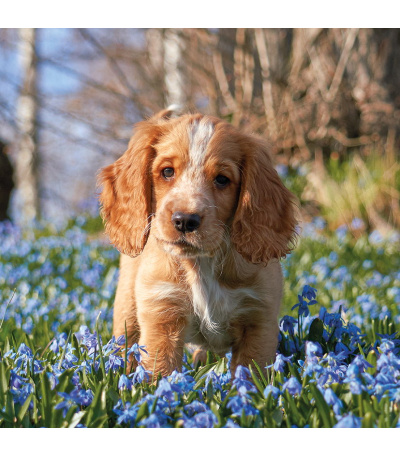 Nástěnný kalendář poznámkový Štěňata ... - BNL2-27 4