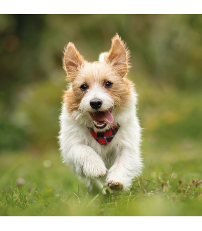 Nástěnný kalendář poznámkový Štěňata ... - BNL2-27 5