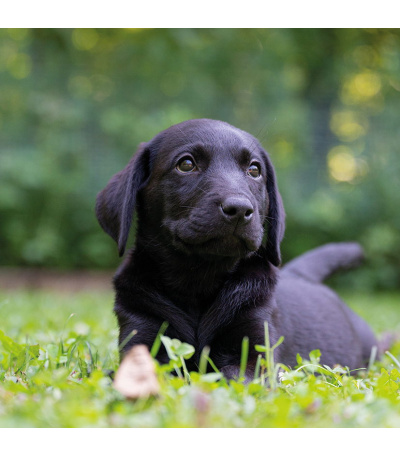 Nástěnný kalendář poznámkový Štěňata ... - BNL2-27 6