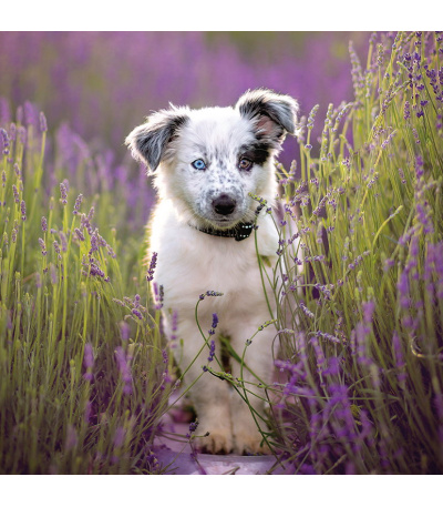 Nástěnný kalendář poznámkový Štěňata ... - BNL2-27 7