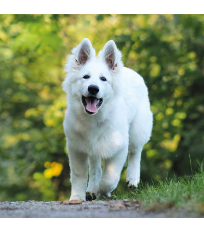 Nástěnný kalendář poznámkový Štěňata ... - BNL2-27 8