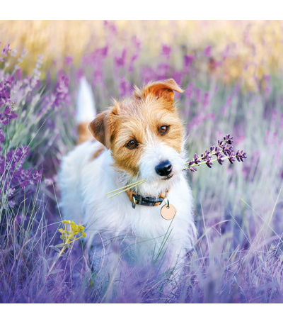 Nástěnný kalendář poznámkový Štěňata ... - BNL2-27 9