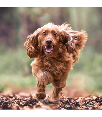 Nástěnný kalendář poznámkový Štěňata ... - BNL2-27 10