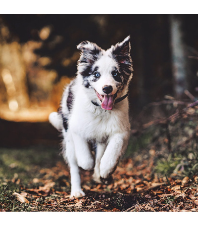 Nástěnný kalendář poznámkový Štěňata ... - BNL2-27 11