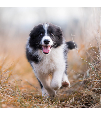 Nástěnný kalendář poznámkový Štěňata ... - BNL2-27 12