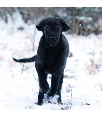 Nástěnný kalendář poznámkový Štěňata ... - BNL2-27 13