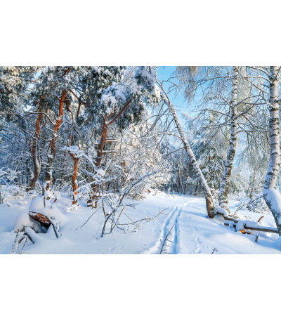 Nástěnný kalendář Les 2027 - BNK22-27 2