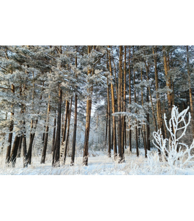 Nástěnný kalendář Les 2027 - BNK22-27 3