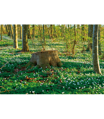 Nástěnný kalendář Les 2027 - BNK22-27 4