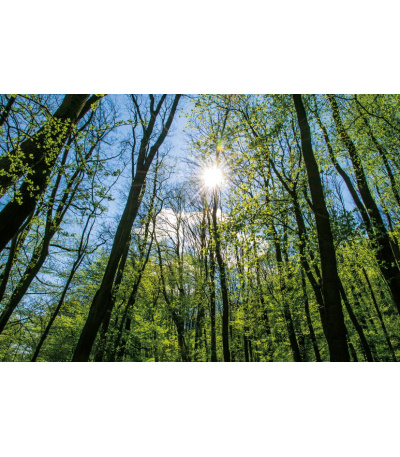 Nástěnný kalendář Les 2027 - BNK22-27 5