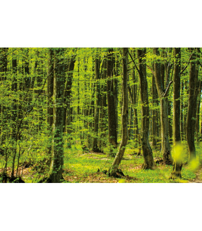 Nástěnný kalendář Les 2027 - BNK22-27 6