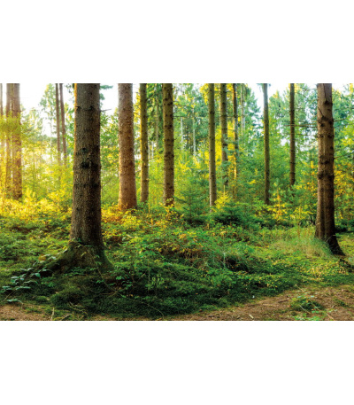 Nástěnný kalendář Les 2027 - BNK22-27 7