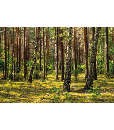 Nástěnný kalendář Les 2027 - BNK22-27 8