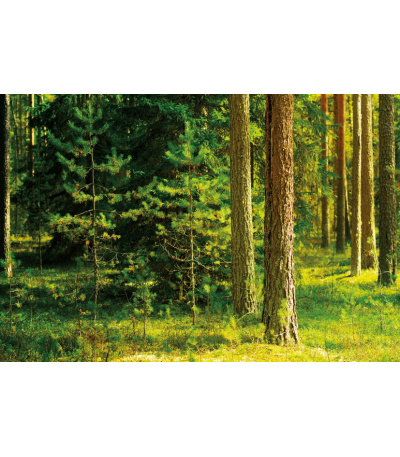 Nástěnný kalendář Les 2027 - BNK22-27 9