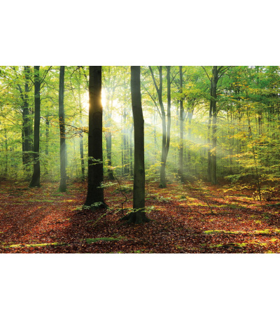 Nástěnný kalendář Les 2027 - BNK22-27 10