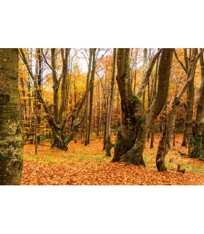 Nástěnný kalendář Les 2027 - BNK22-27 11