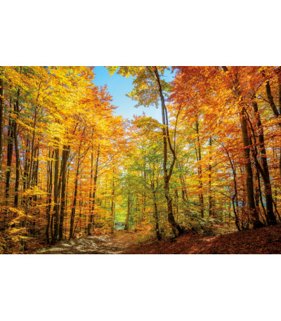 Nástěnný kalendář Les 2027 - BNK22-27 12