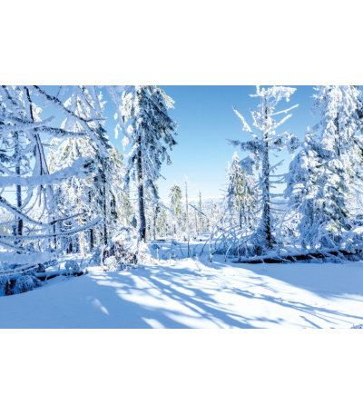 Nástěnný kalendář Les 2027 - BNK22-27 13