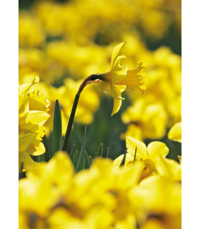 Nástěnný kalendář Kravata  - Žánrový ... - BNB1-27 4