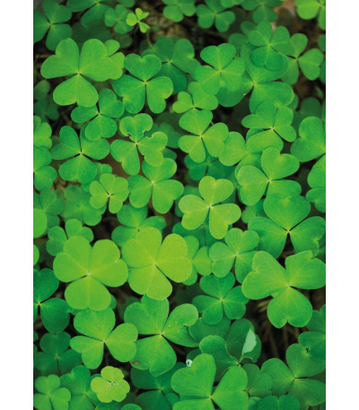 Nástěnný kalendář Kravata  - Žánrový ... - BNB1-27 5