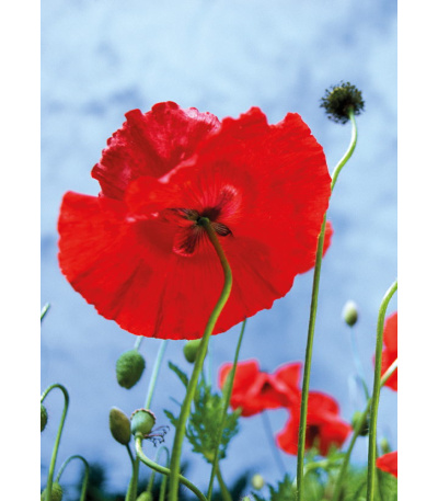 Nástěnný kalendář Kravata  - Žánrový ... - BNB1-27 6