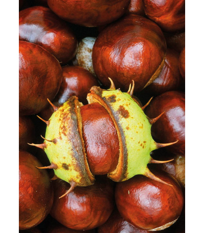 Nástěnný kalendář Kravata  - Žánrový ... - BNB1-27 10