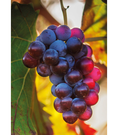 Nástěnný kalendář Kravata  - Žánrový ... - BNB1-27 11