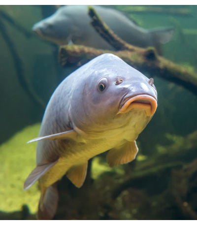 Nástěnný kalendář Rybářský kalendář  ... - BNF4-27 5