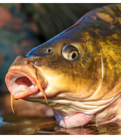 Nástěnný kalendář Rybářský kalendář  ... - BNF4-27 11