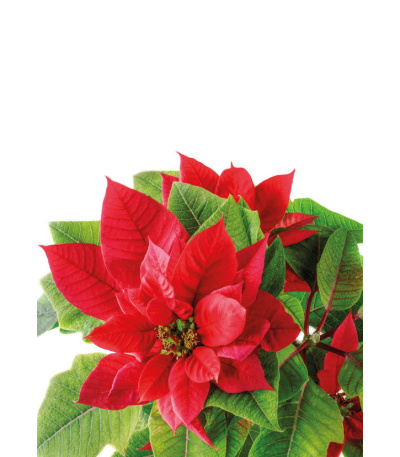 Nástěnný kalendář Kravata -  Kytice -... - BNB9-27 13