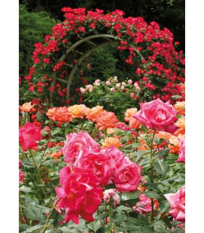 Nástěnný kalendář Zahrady - A3 2027 - BNG8-27 8