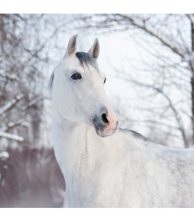 Nástěnný kalendář poznámkový Koně 2027 - BNL3-27 2