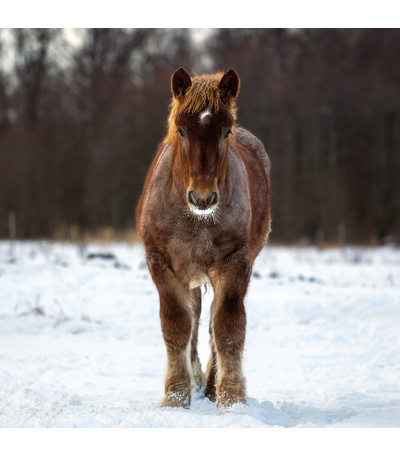 Nástěnný kalendář poznámkový Koně 2027 - BNL3-27 3