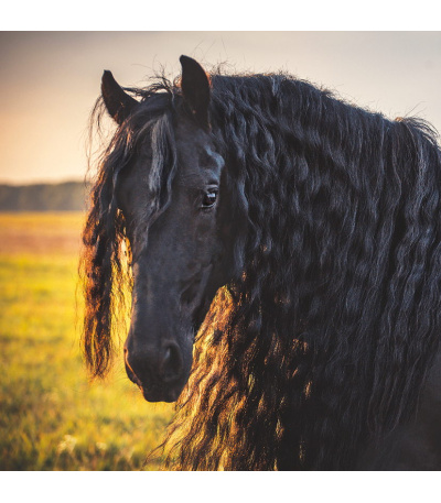 Nástěnný kalendář poznámkový Koně 2027 - BNL3-27 4